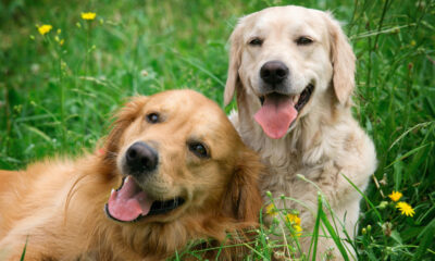 Due cani dall'aria felice