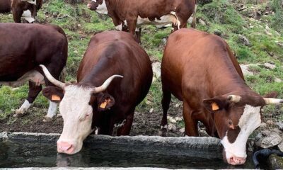 Mucche al pascolo - Progetto FIlierba, l'alimentazione 'Erba & Fieno' rivoluziona le filiere zootecniche