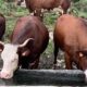 Mucche al pascolo - Progetto FIlierba, l'alimentazione 'Erba & Fieno' rivoluziona le filiere zootecniche