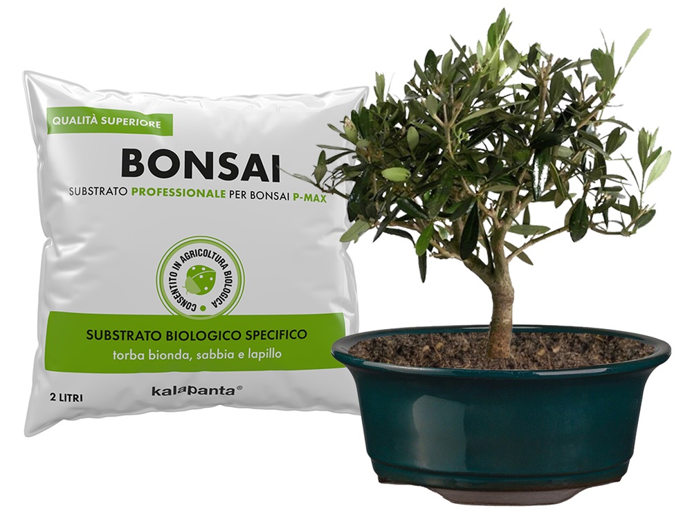 Kalapanta, kit bonsai